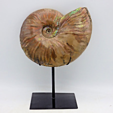 Huge Ammonite Fossil Fire Red Iridescent Cretaceous 17 cm 684  on Steel Stand picture