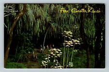 Kauai HI-Hawaii, Fern Grotto, Tropical Scenery, Vintage Postcard picture
