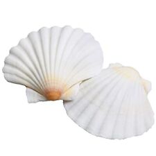 Scallop Shells for 2.7-3.5 Inches 16Pcs Large Sea Shells for Decorating Whi picture