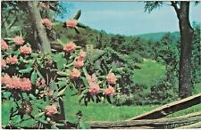 Catawba Rhododendron lends Beauty to a Split-Rail Fence at a Mountain Homestead picture