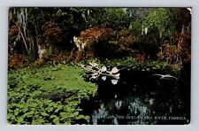 Ocklawaha River FL-Florida, Fishing, Alligator, Antique, Vintage Postcard picture