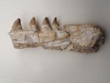 Authentic Mosasaurus Fossilized Teeth in Jaw Bone Morocco Cretaceous Dinosaurs  picture