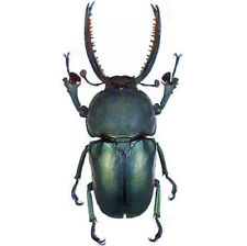 Lamprima adolphinae blue form stag beetle Papua New Guinea picture