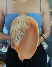 SEASHELL Voluta HUGE 277mm 637gr  One of the LARGEST size that can be found  picture
