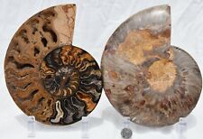 1-n-100 BLACK Ammonite Pair Deep Crystals XXXLarge 7.5