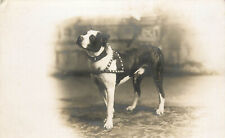 RPPC Boxer Dog In Studded Harness & Collar Masked Vignette Postcard picture