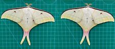 2 Real Luna Moth Spread Taxidermy Insect Specimen Art Entomology Collection picture