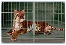 c1910 Sentence For Life Man Eating Tiger Eastlake Park Los Angeles CA Postcard picture