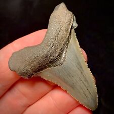 Ancestral Megalodon Shark Tooth (Otodus angustidens) 2.21