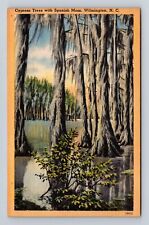 Wilmington NC-North Carolina, Cypress Trees with Spanish Moss, Vintage Postcard picture