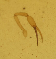 Rare Scorpion Pedipalps (pincer), Fossil insect inclusion in Burmese Amber picture