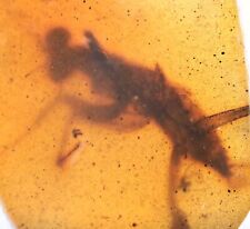 Rare Juvenile Mantodea (Praying Mantis), Fossil inclusion in Burmese Amber picture