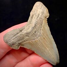 Ancestral Megalodon Shark Tooth (Otodus angustidens) 2.28