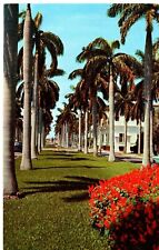 Avenue of Magnificent Royal Palms, Florida Postcard picture