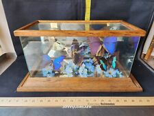 Vintage Lot Of 5 Real Mounted Taxidermy Butterflies In Oak Glass Clock Display picture