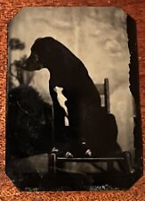 ATQ Original Tintype Photo Black Hound Dog White Belly Sitting in Chair picture