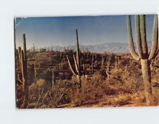 Postcard Saguaros Saguaro National Monument near Tucson Arizona USA picture
