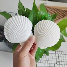 16PCS Shells for Crafts 3-4 White Scallop Shells for Baking 16pcs 3-4 picture
