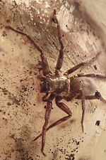 SUPERB Large SPIDER Araneae Fossil Genuine BALTIC AMBER 5.8 + HQ Pic 230427 picture
