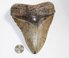 MEGALODON Shark Tooth Fossil No Repair Natural 5.95
