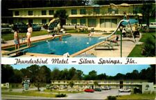 Silver Springs FL Thunderbird Motel Pool Swimsuits 1960 Cars Vintage Postcard picture