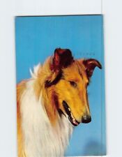Postcard Beautiful Dog picture