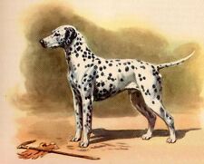 Dalmatian - CUSTOM MATTED - Dog Art Print - Megargee  picture