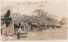 Postcard RPPC Photo Group Of Horses Covered Wagon Shira Panama RP c1916 picture