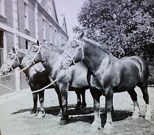Belgian Draft Horses, Circa 1910's Keystone Magic Lantern Glass Slide picture