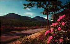 Vintage Postcard- CATAWBA RHODODENDRON, BLUE RIDGE PARKWAY 1960s picture