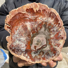 865g Natural Beautiful polished Arizona petrified wood rough mineral specimen picture