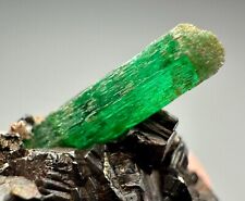 40 Ct. Amazing Top Green Panjsher Emerald Crystal On Lustrous Pyrite Crystals picture