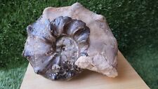 7.5 inch Ammonite Mammites Nodosoides Ammonite Moroccan fossils Ammonite N168 picture
