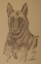 Belgian Malinois Dog Breed Art Print Lithograph #39 Kline adds dogs name free. picture