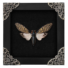 Real Framed Cicada Collection Gift Entomology Lover Wall Hanging Gothic Decor picture