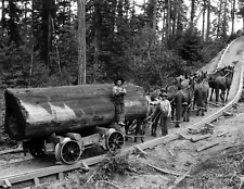 1902 Horse Logging Wagon on Railway CA Vintage Old Photo 8.5