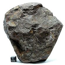 NWA XXX Meteorite ~ 1545 grams large meteorite ~ Nicely shaped meteorite picture