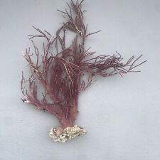 Large super rare PURPLE Coral Dried Sea Whip Tree Fan Natural Beach picture