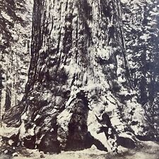 Antique 1860s Logger With Giant Redwood Tree CA Stereoview Photo Card P3612 picture