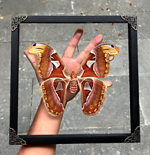 Entomology Decor Real Atlas Moth Framed Real Butterfly Taxidermy Art Decor picture
