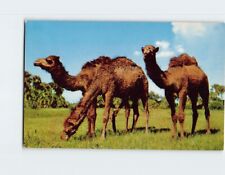 Postcard Dromedary Camels Roam At Unusual Africa U. S. A., Boca Raton, Florida picture