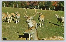 Deer Farm At Jacob's Ladder Summit Becket, Mass. Postcard 1617 picture