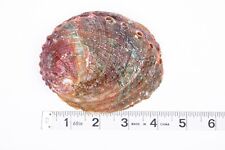 Threaded Abalone Sea Shell One Side Polished Beach Craft 4
