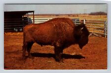 Afton OK-Oklahoma, Buffalo Ranch, Dedicated To Preservation, Vintage Postcard picture