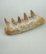 5.9 Inches Jaw's Mosasaurus Fossilized Teeth in Jaw Bone Morocco Cretaceous  picture