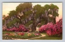 Charleston SC-South Carolina, Garden Middleton Place Garden, Vintage Postcard picture