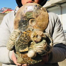 20.5lb Whole Large Ammonite Fossil Nice Shell Conch Display Collection Specimen picture