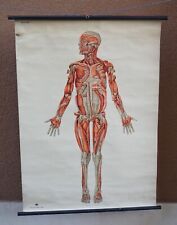 Vintage German Medical Anatomy Musculature Deep Layers Color Poster picture