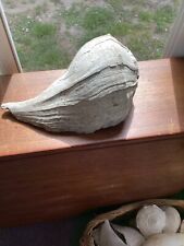 Enormously Large Intact Seashell By the Seashore White Conch 12x9 picture
