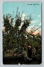 Colorado Apple Tree Vintage Souvenir Postcard picture